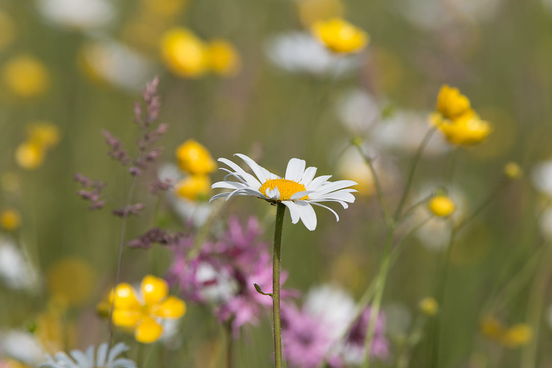 A daisy in a meadow